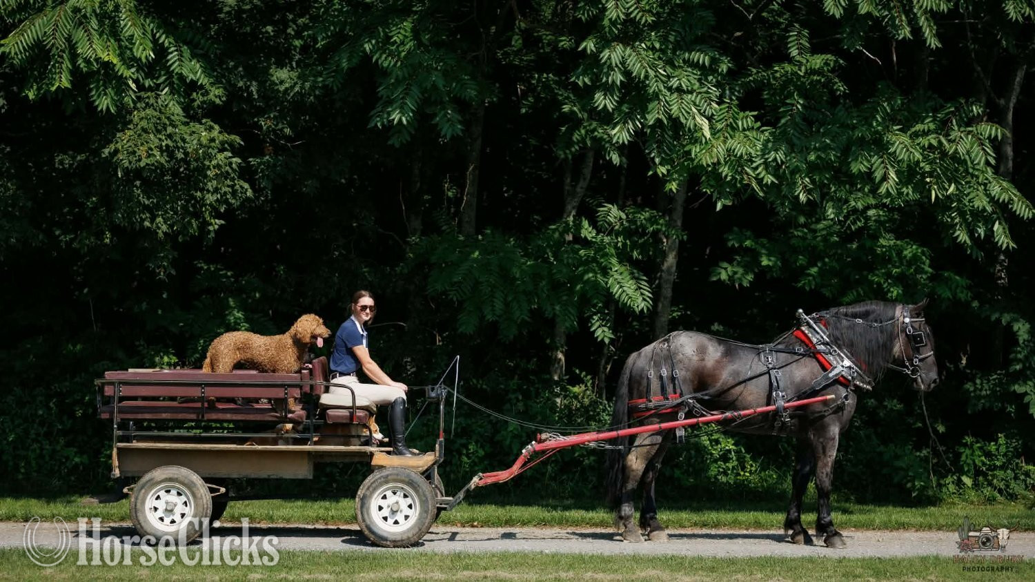 "Beaumont " Blue Roan Gelding Percheron - Percheron