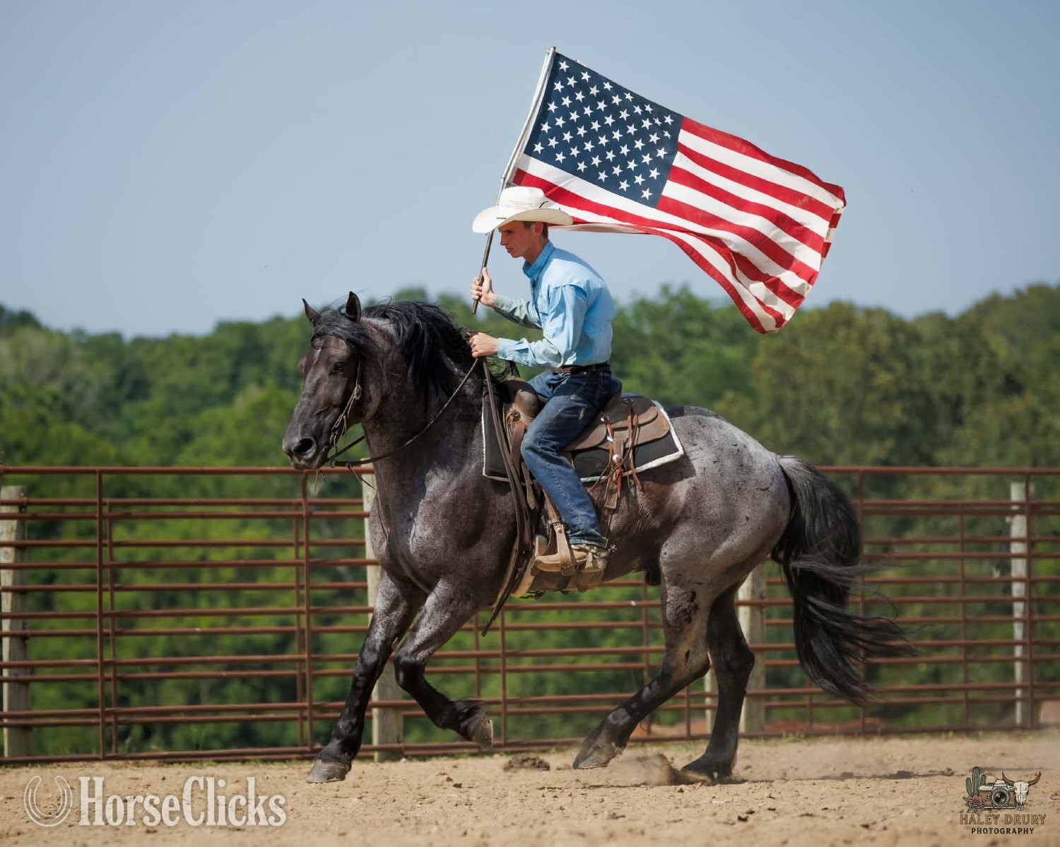 "Beaumont " Blue Roan Gelding Percheron Kentucky