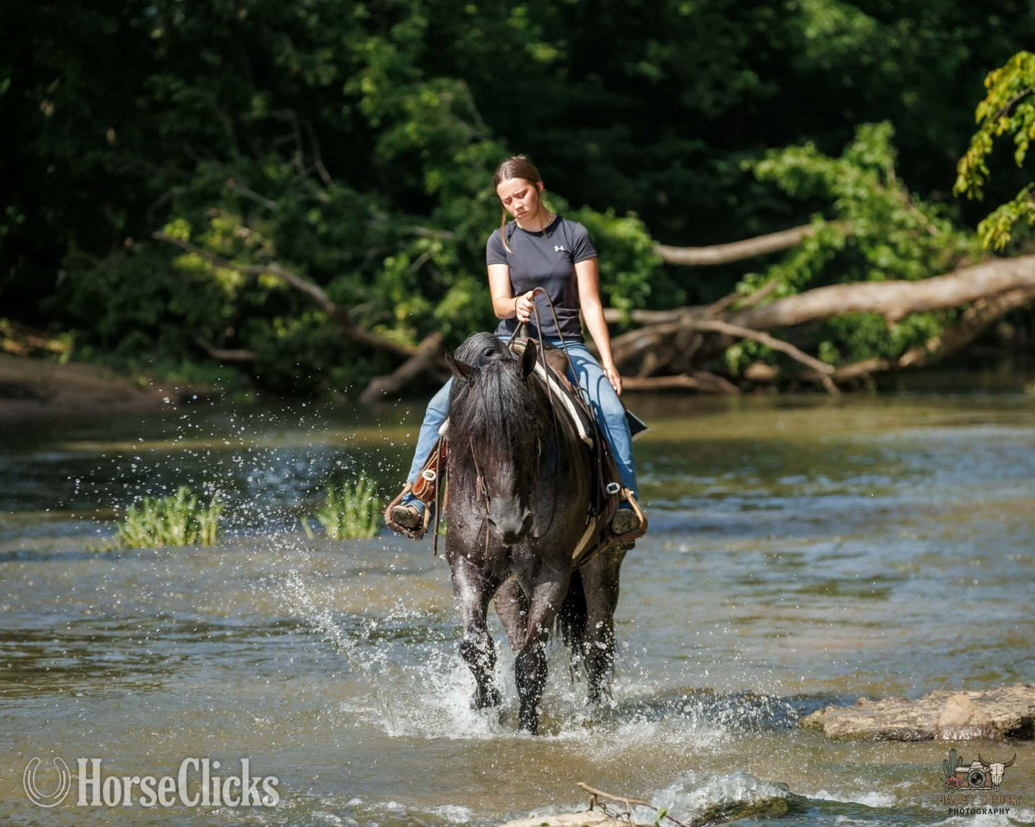 Percheron - "Beaumont " Blue Roan Gelding Percheron