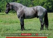 "Beaumont " Blue Roan Gelding Percheron
