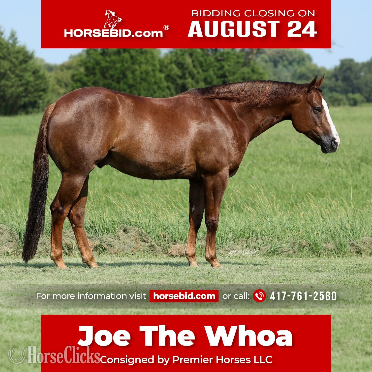 "Joe The Whoa" Chestnut Gelding Quarter Horse in Missouri