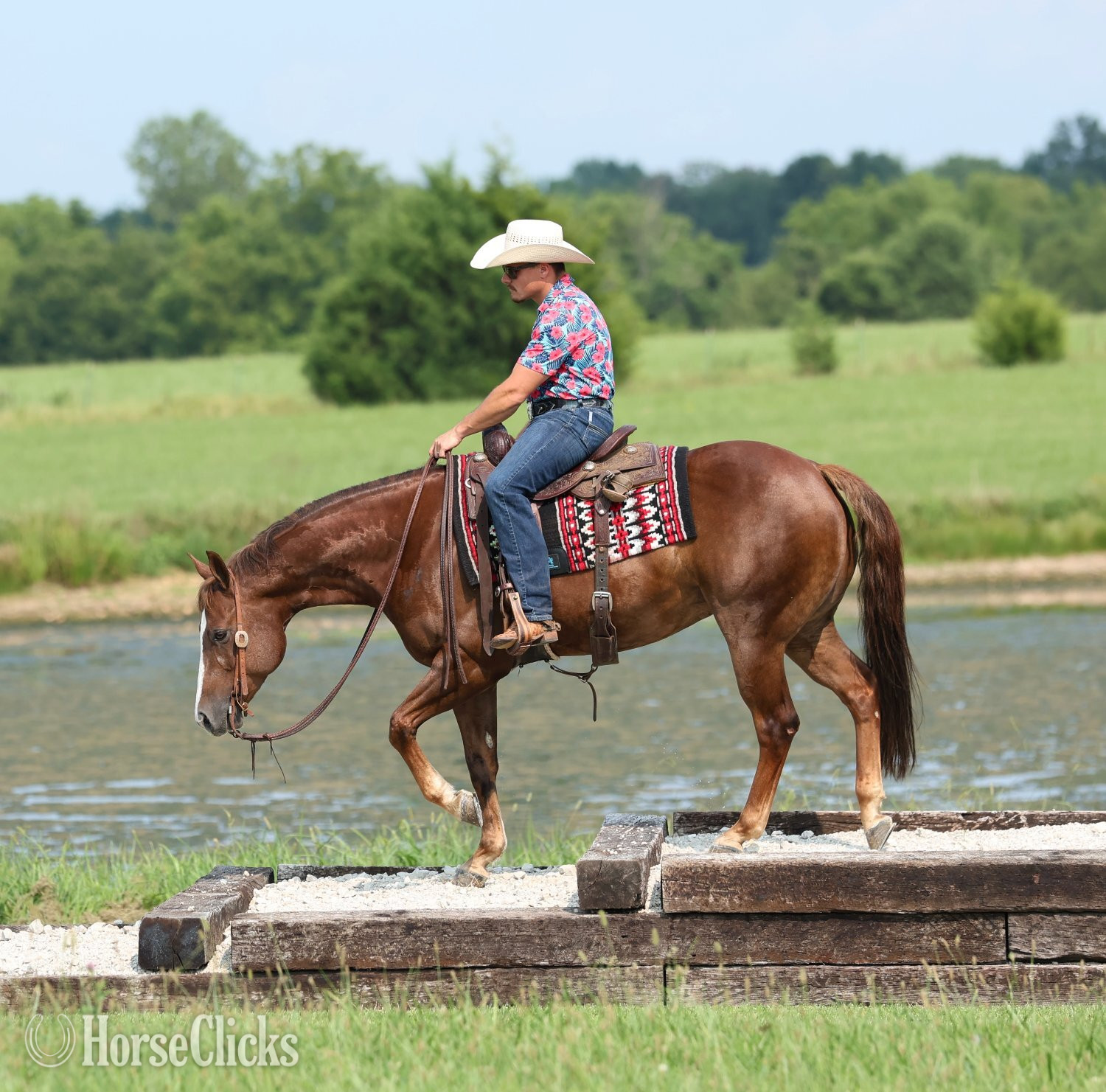"Joe The Whoa" Chestnut Gelding Quarter Horse - Quarter Horse in Missouri