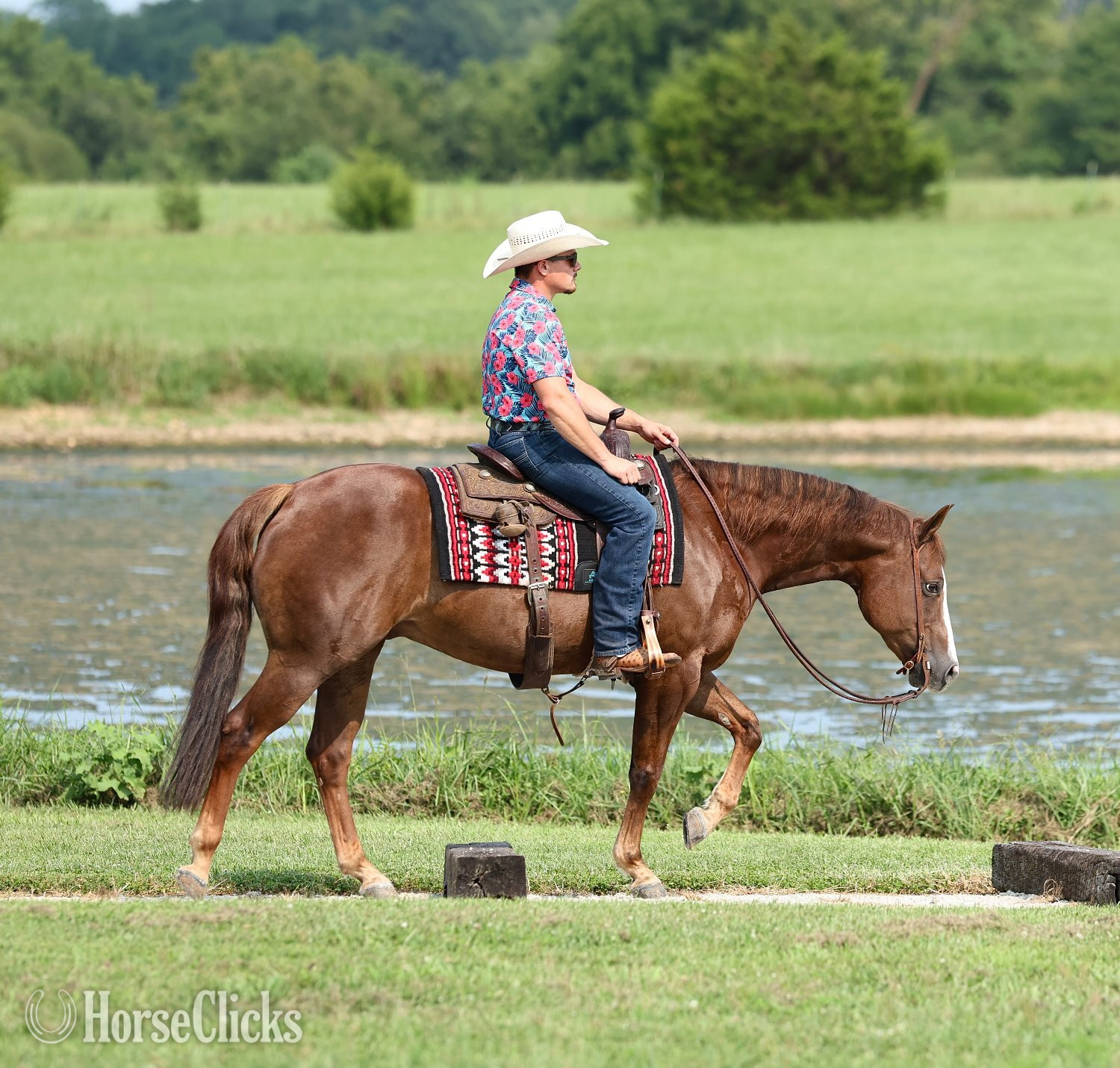 "Joe The Whoa" Chestnut Gelding Quarter Horse - Quarter Horse