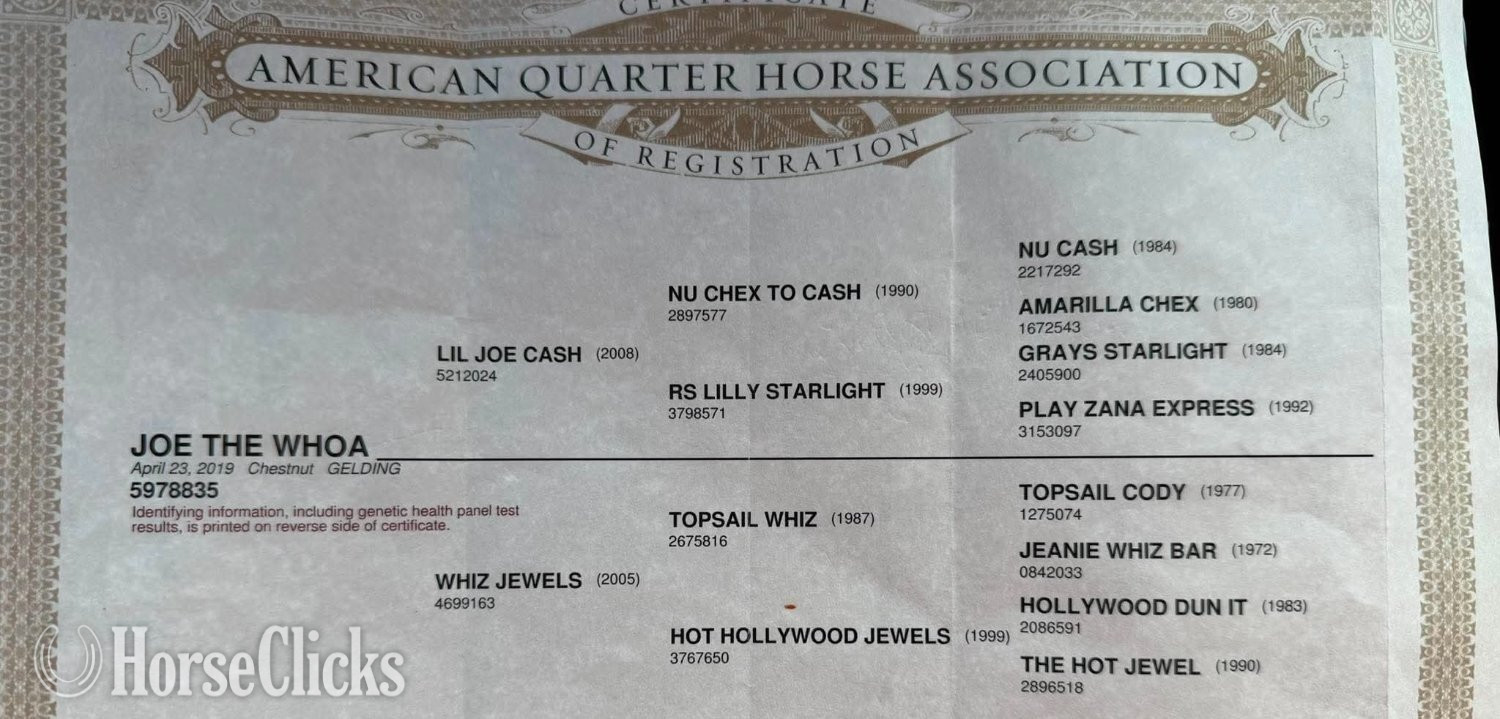 Quarter Horse - "Joe The Whoa" Chestnut Gelding Quarter Horse in Missouri
