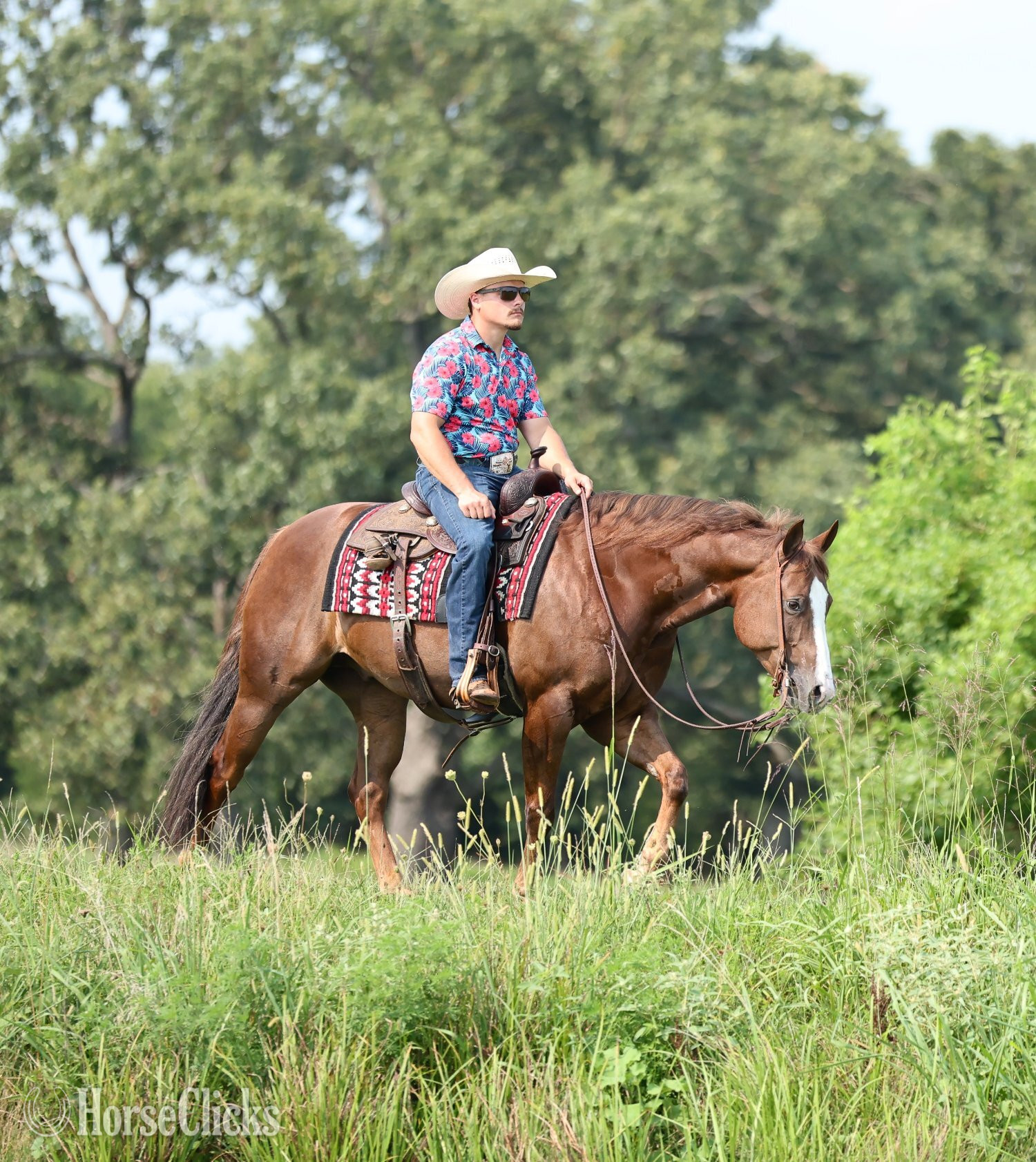 Quarter Horse - "Joe The Whoa" Chestnut Gelding Quarter Horse