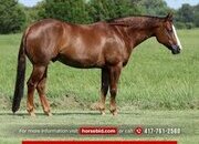 "Joe The Whoa" Chestnut Gelding Quarter Horse
