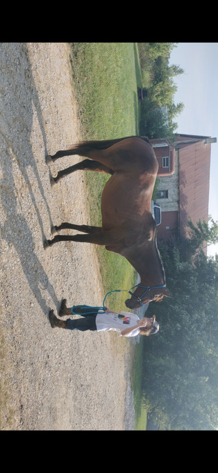 "Harley " Bay Gelding Thoroughbred