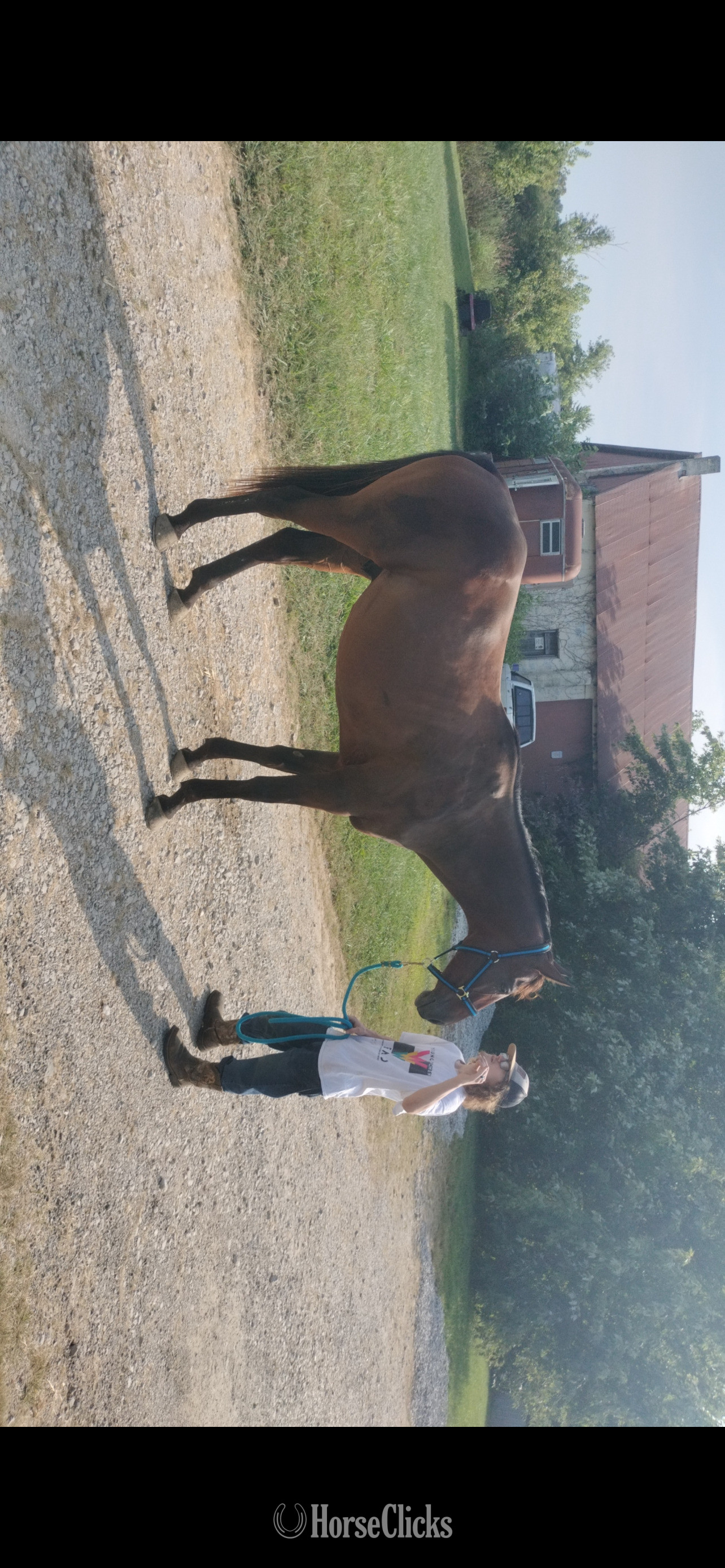 "Harley " Bay Gelding Thoroughbred in Indiana