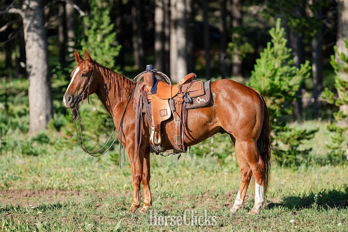 "Johnny " Sorrel Gelding Quarter Horse in Wyoming
