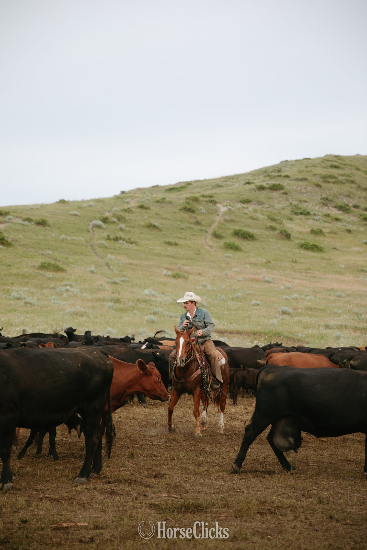 "Johnny " Sorrel Gelding Quarter Horse - Quarter Horse in Wyoming