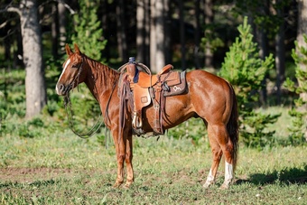 "Johnny " Sorrel Gelding Quarter Horse