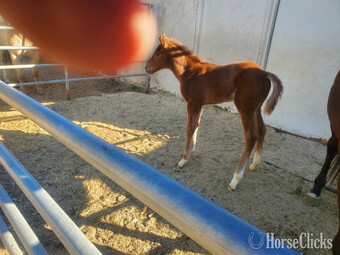 "" Mare Thoroughbred