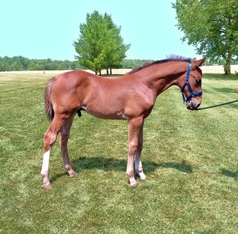 "Creme de la Raffi " Bay Colt Warmblood