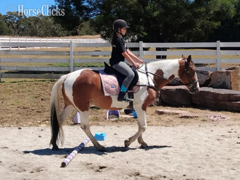 "Kelly" White Mare Quarter Horse