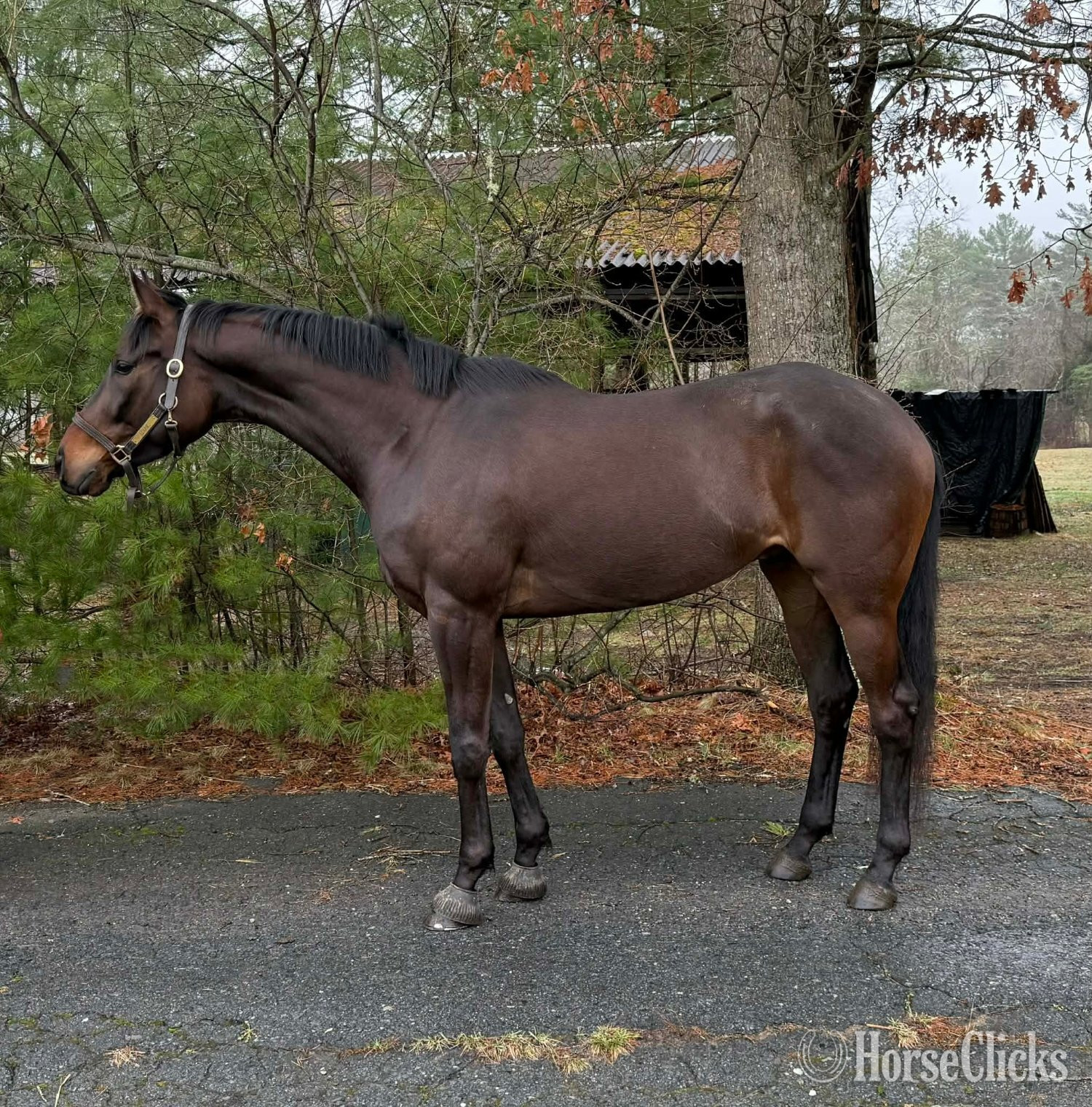 "Otis" Black Gelding Thoroughbred in Texas