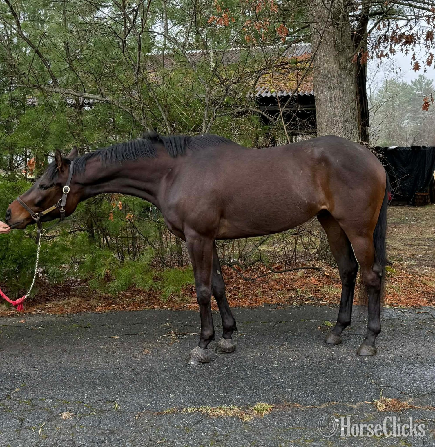 "Otis" Black Gelding Thoroughbred