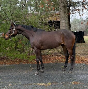 "Otis" Black Gelding Thoroughbred