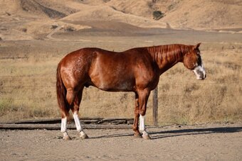 "ROCKY" Sorrel Gelding Paint