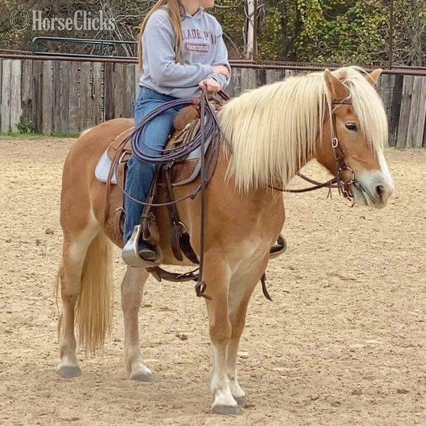 "Shirley" Flaxen Mare Haflinger in Texas
