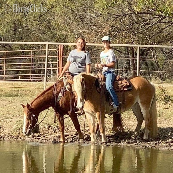 "Shirley" Flaxen Mare Haflinger