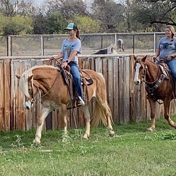 Texas "Shirley" Flaxen Mare Haflinger