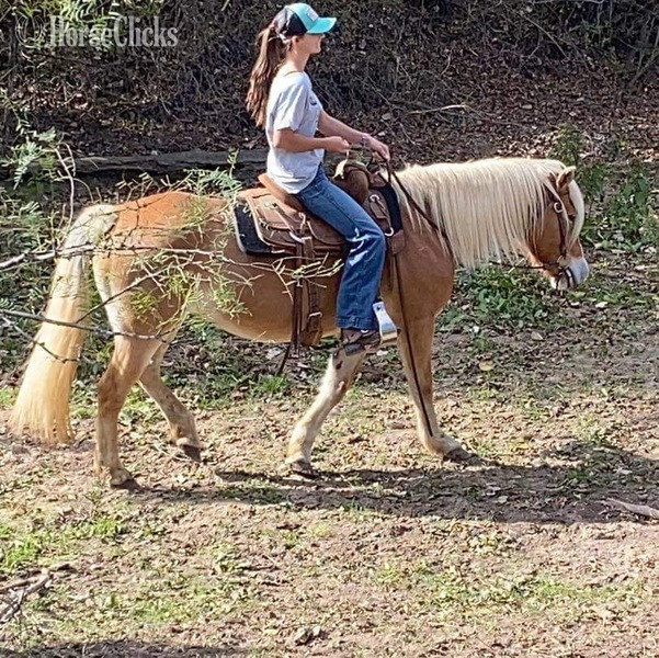 "Shirley" Flaxen Mare Haflinger - Haflinger in Texas