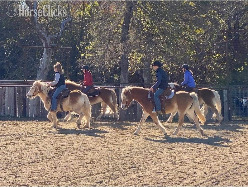 "Shirley" Flaxen Mare Haflinger - Haflinger
