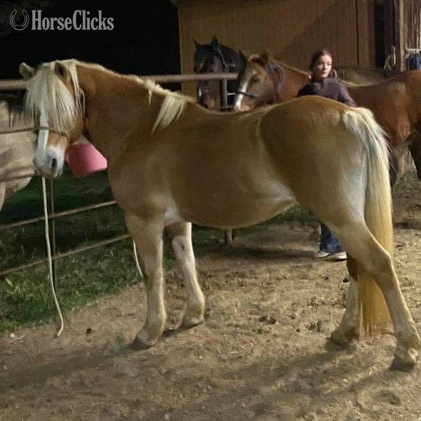 "Shirley" Flaxen Mare Haflinger Texas