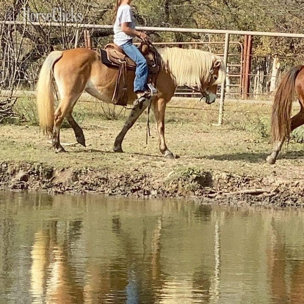 Haflinger - "Shirley" Flaxen Mare Haflinger in Texas