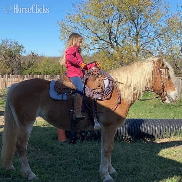 Haflinger - "Shirley" Flaxen Mare Haflinger
