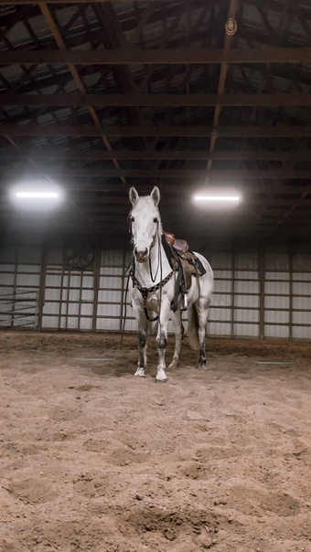 "Stormy " Grey Mare Quarter Horse