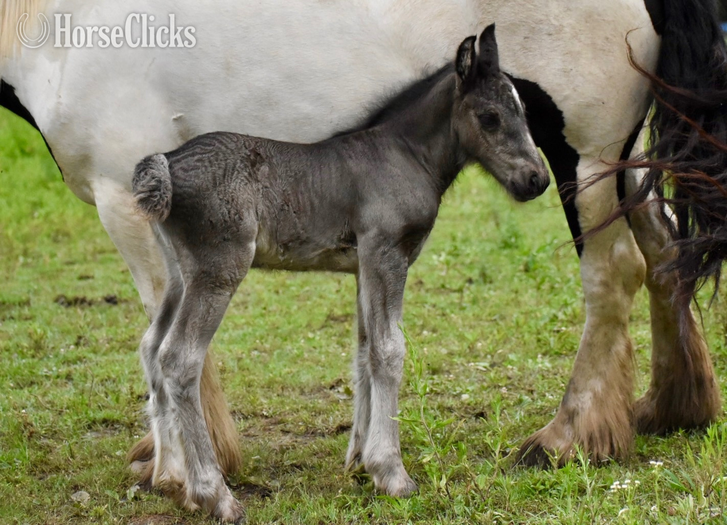 "Victorian Farms Queen of the Night" Black Filly Gypsy Vanner in Ohio