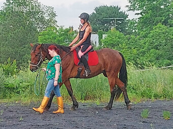 "Big Red ( Catch in Victory)" Bay Gelding Standardbred