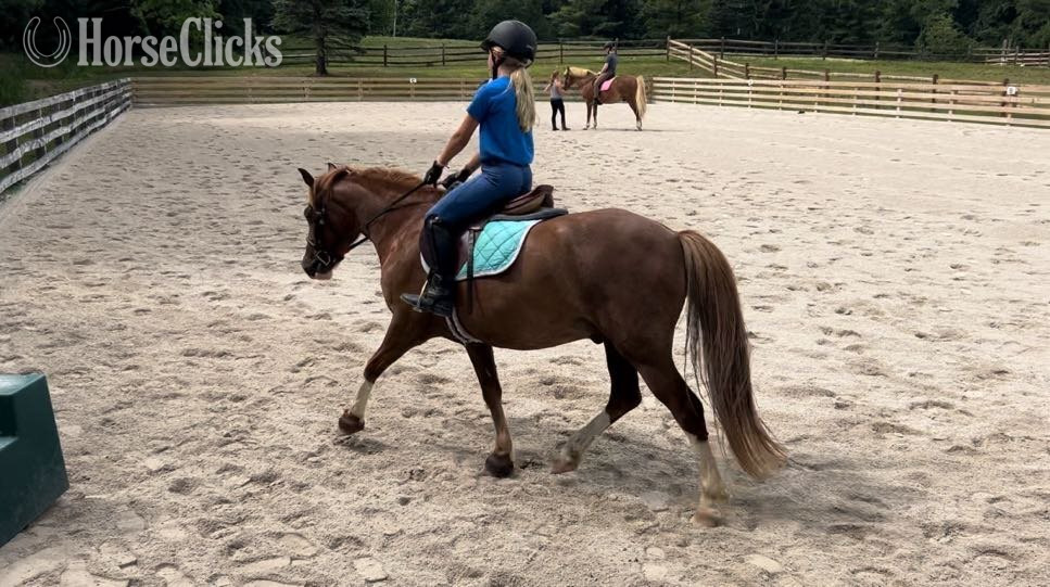 "Duck Duck Goose" Chestnut Gelding Welsh Pony in Ohio