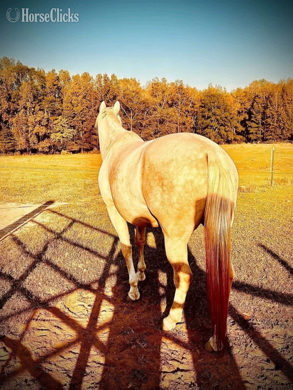 "Misty" Palomino Mare Quarter Pony