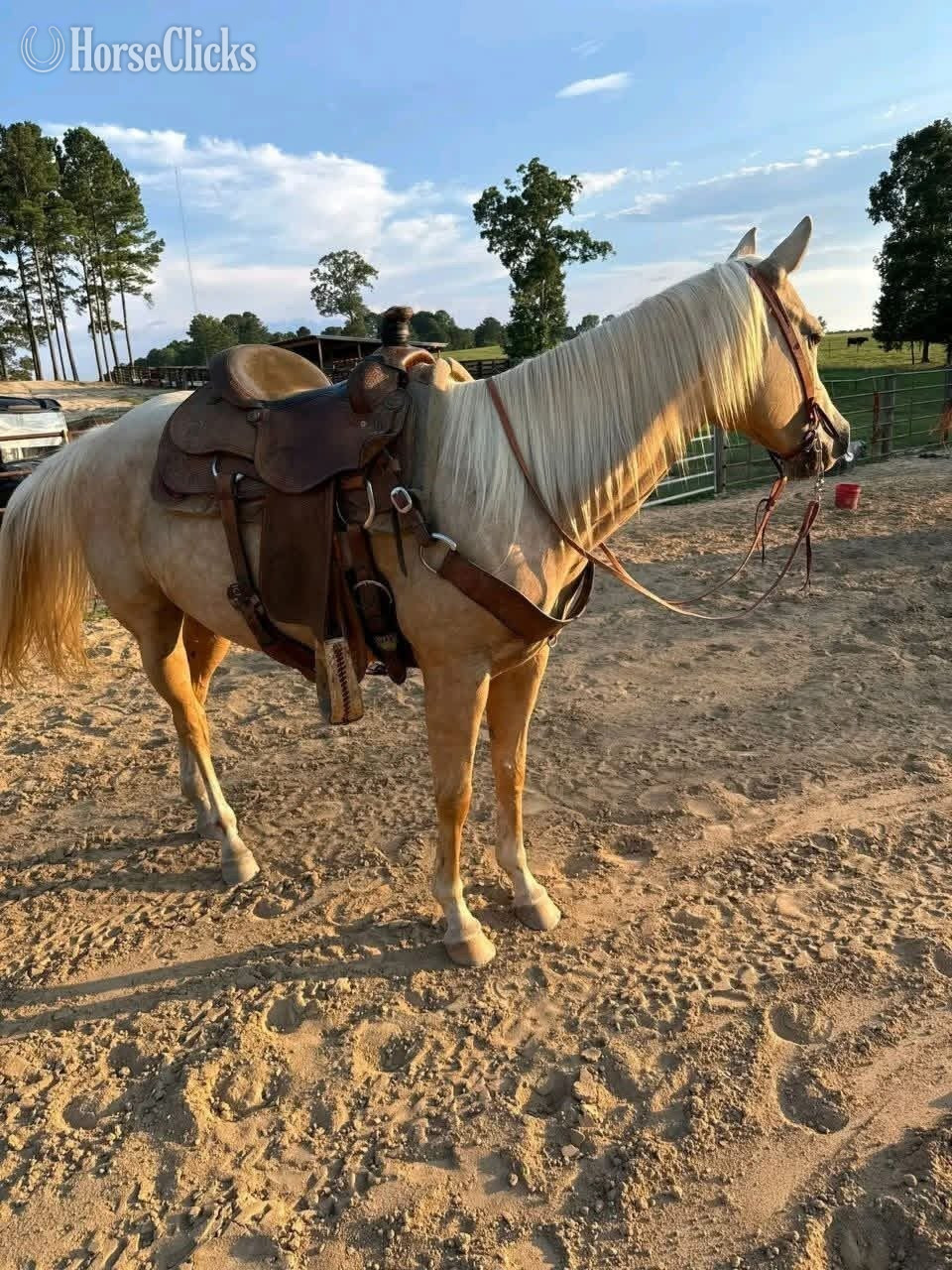 "Misty" Palomino Mare Quarter Pony - Quarter Pony