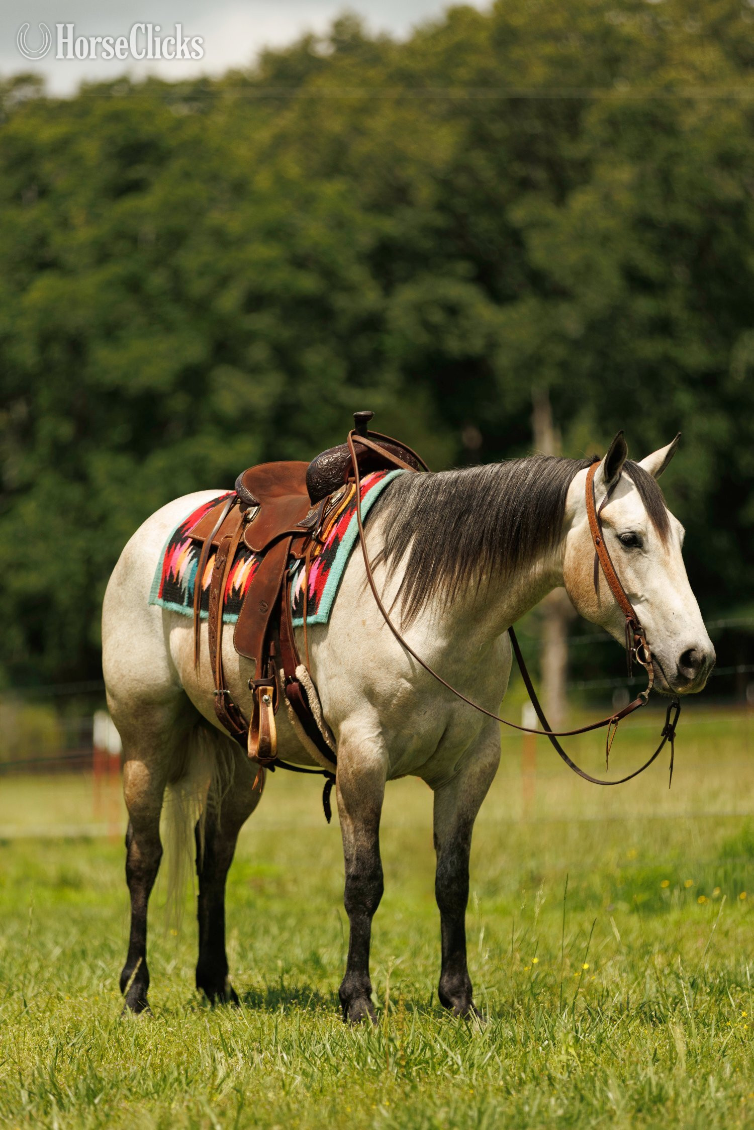 "Mecom Royal Sandman" Grey Gelding Quarter Horse