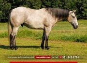 "Mecom Royal Sandman" Grey Gelding Quarter Horse
