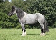 "Blue Duck" Blue Roan Gelding Draft