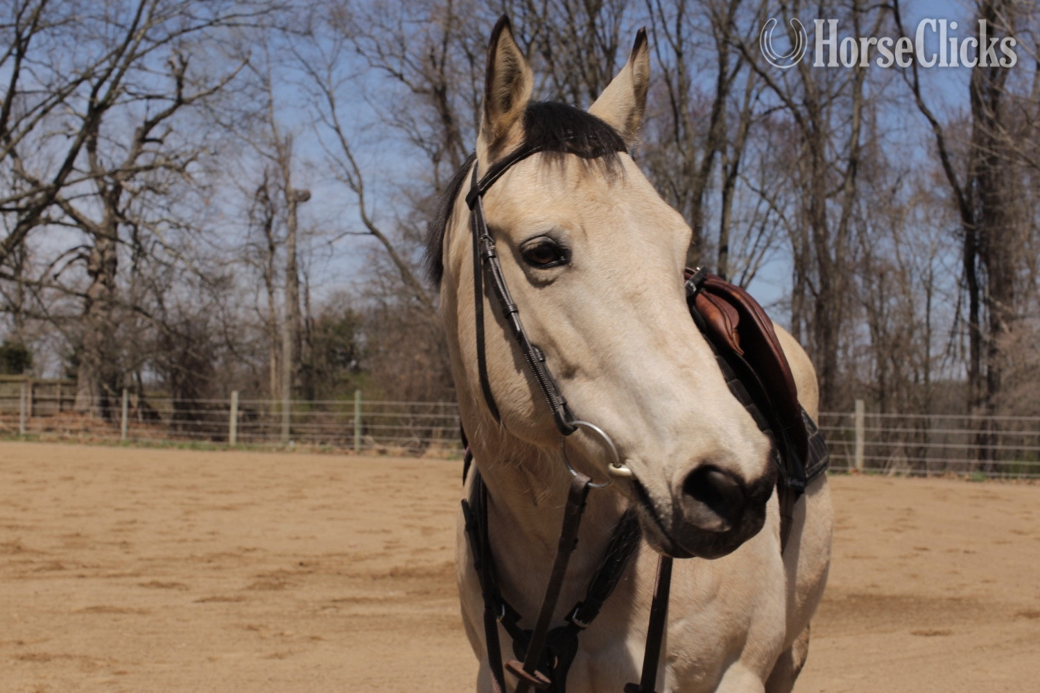 "Darcy" Buckskin Mare Quarter Horse in Pennsylvania