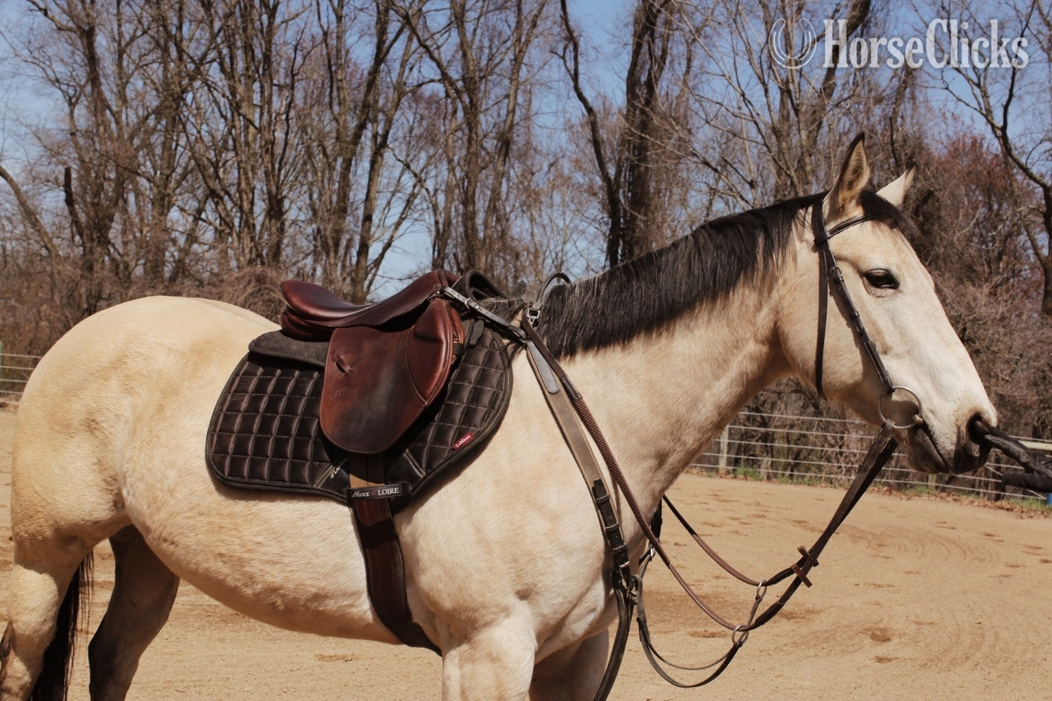 "Darcy" Buckskin Mare Quarter Horse