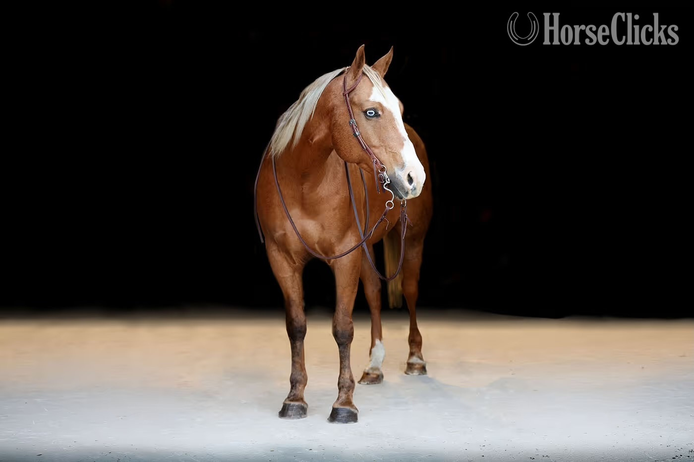 "Tonka" Palomino Gelding Quarter Horse in Wyoming