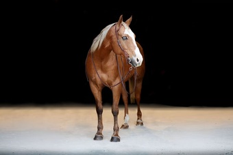 "Tonka" Palomino Gelding Quarter Horse