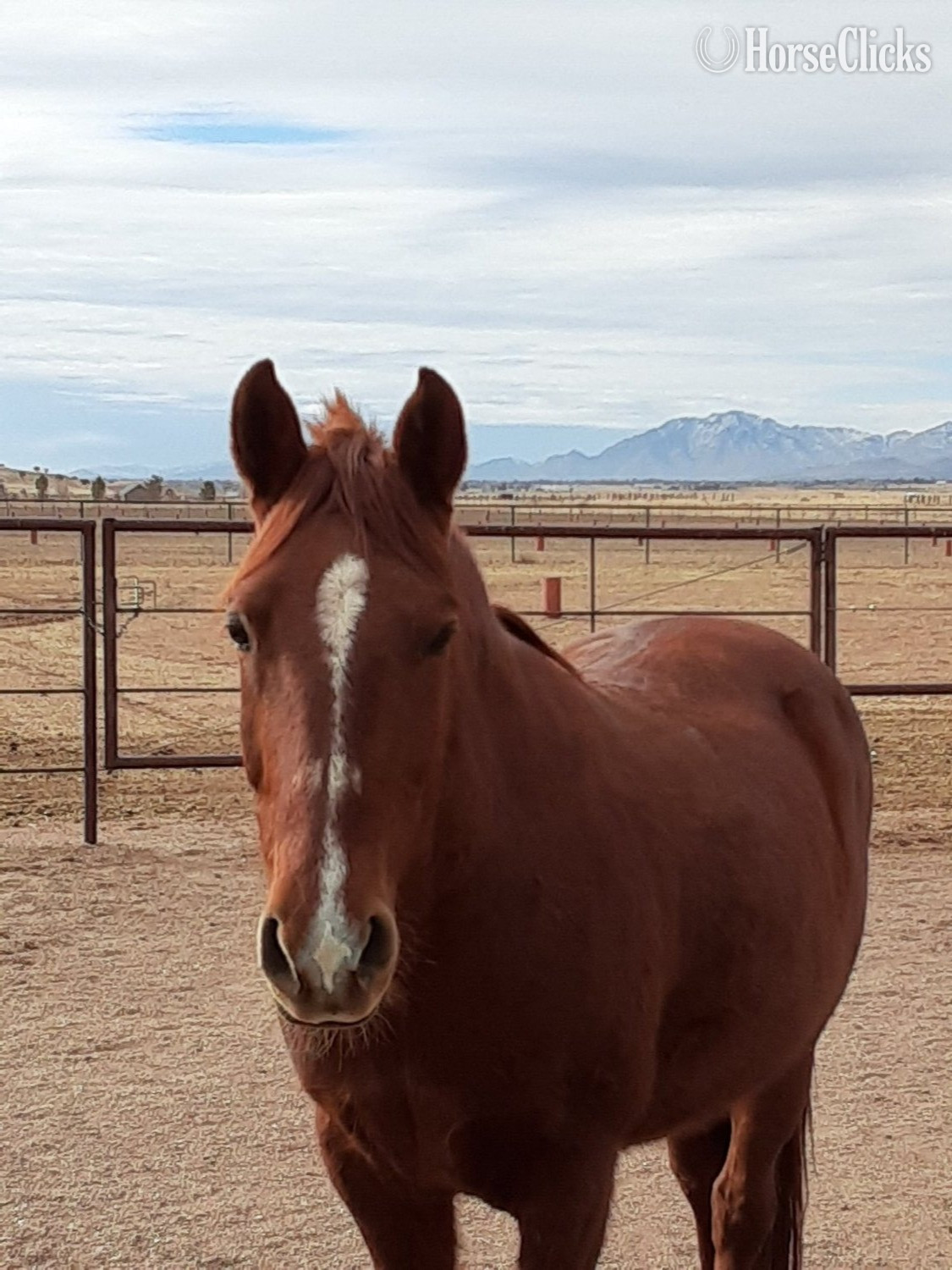"Red" Sorrel Gelding Paso Fino in Arizona