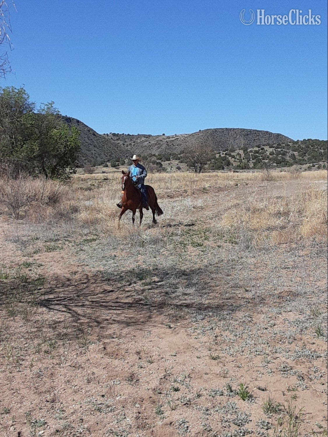 "Red" Sorrel Gelding Paso Fino