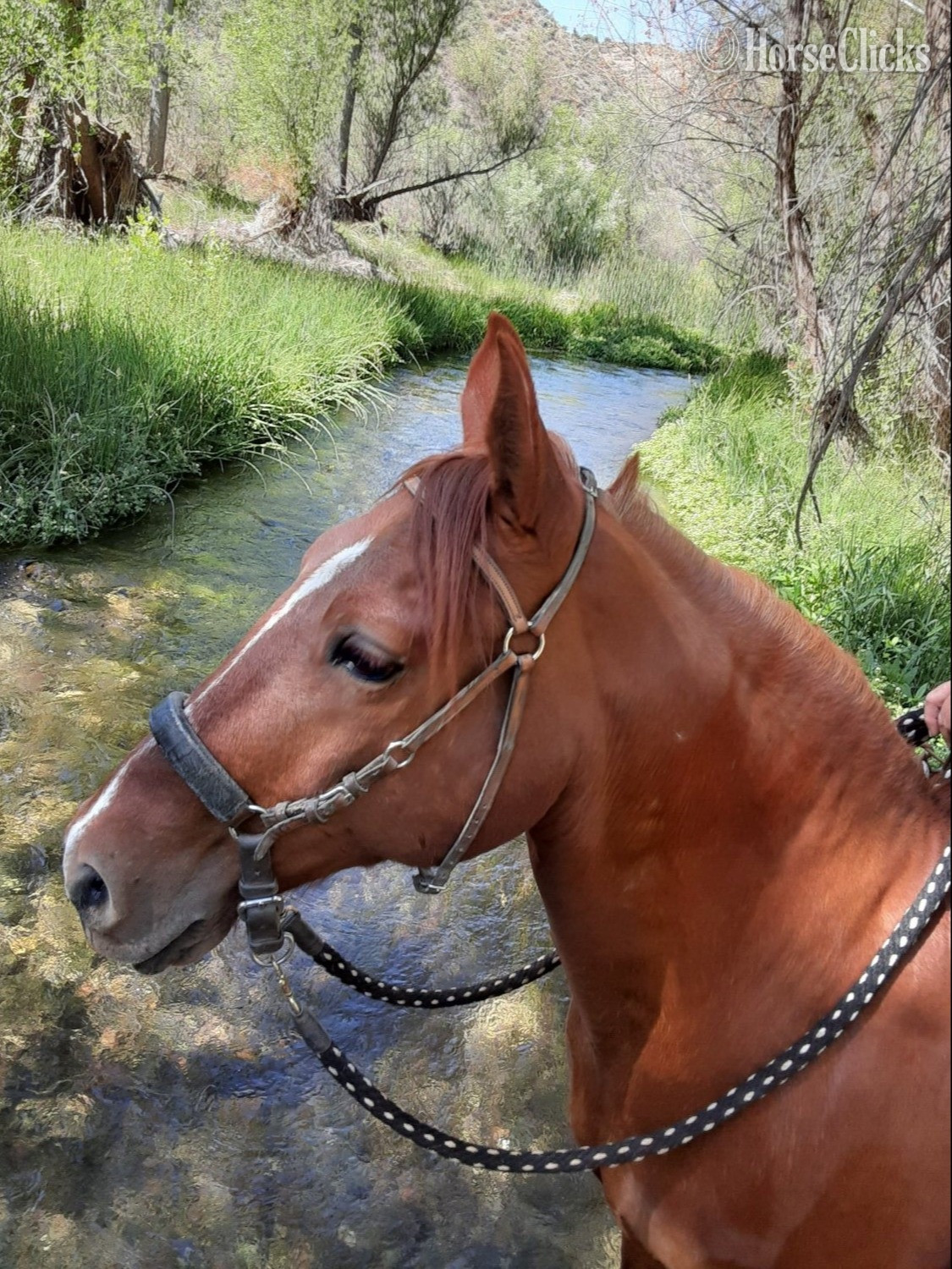 Arizona "Red" Sorrel Gelding Paso Fino
