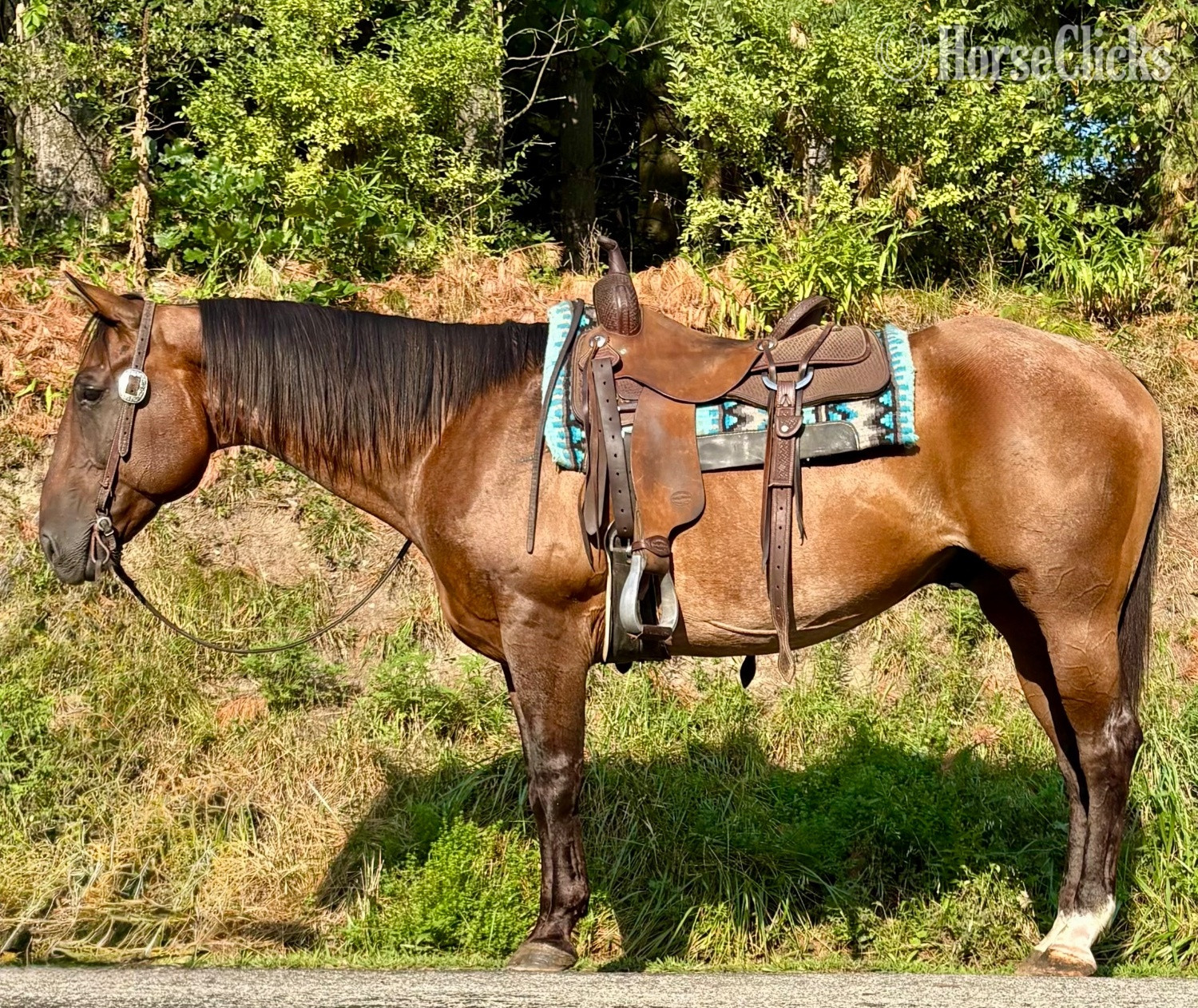 "Scout" Bay Roan Gelding Quarter Horse in Ohio