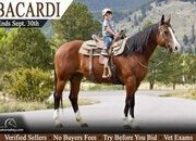 "Bacardi" Bay Mare Missouri Fox Trotter