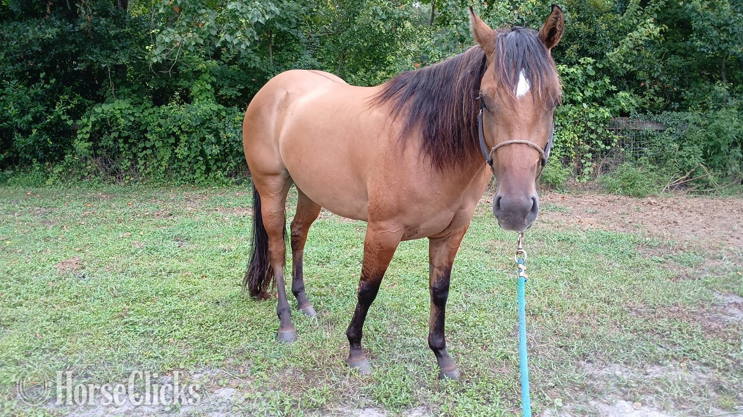 "Smoke inthe Run (Fae)" Dun Mare Quarter Horse in Florida