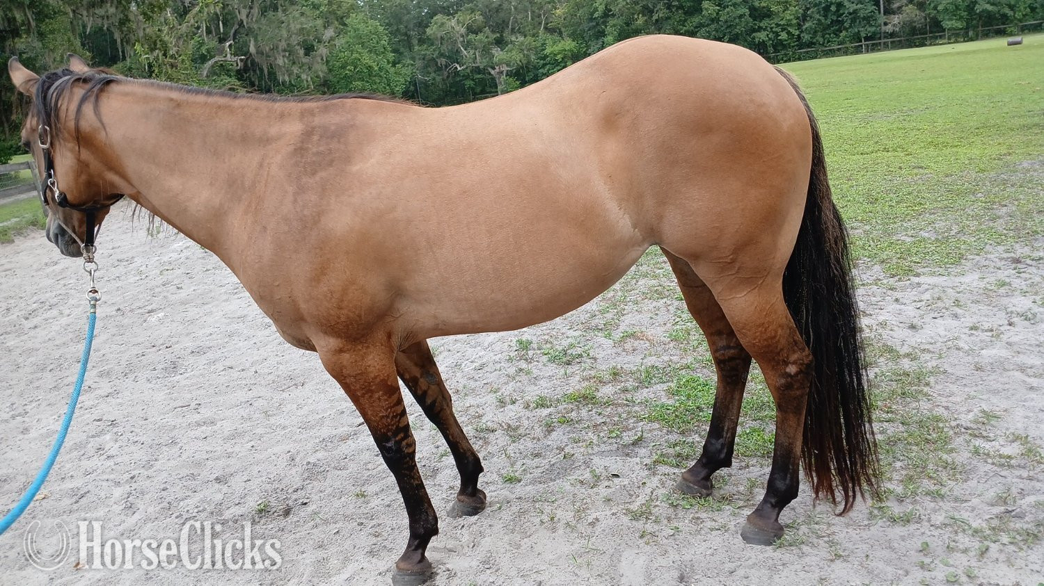 "Smoke inthe Run (Fae)" Dun Mare Quarter Horse